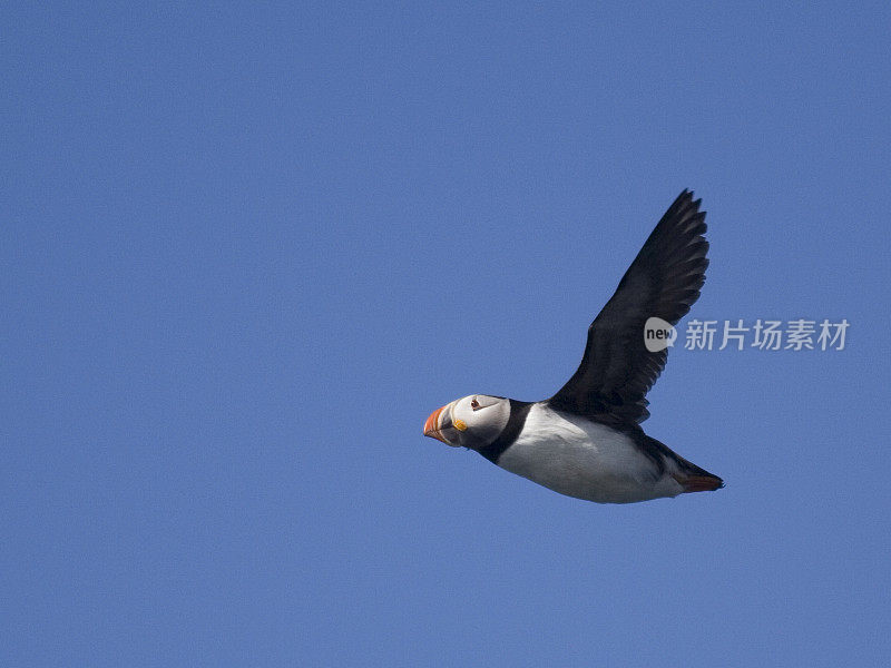 Atlantic Puffin (Fratercula arctica) flying